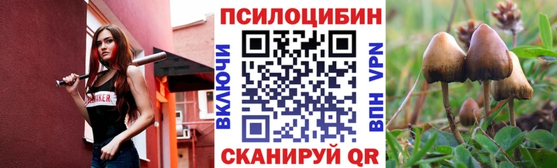 Псилоцибиновые грибы Psilocybe  цены   Курлово 